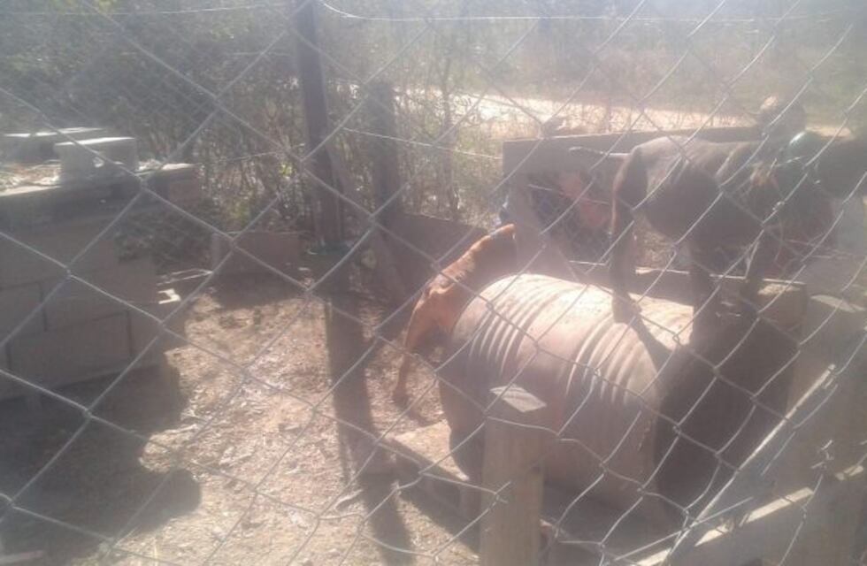 Anisacate: secuestraron tres perros en estado de abandono