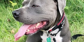 Perro Navidad (Twitter/@humorandanimals)