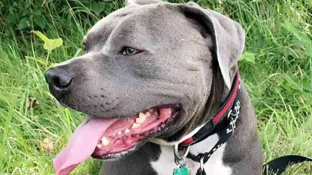 Perro Navidad (Twitter/@humorandanimals)