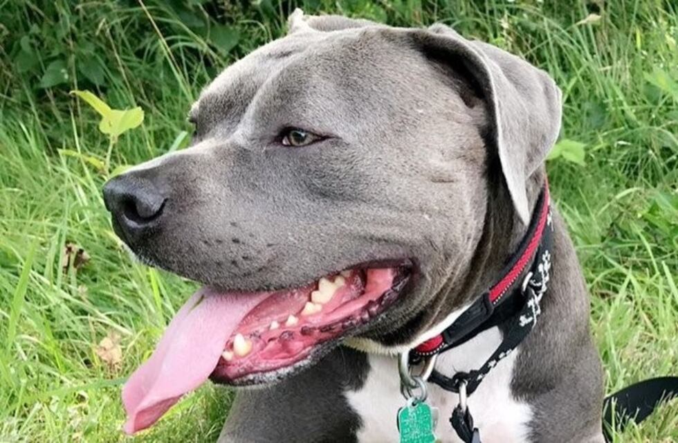 Un tierno perro abrió su regalo de Navidad y el video se volvió viral