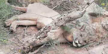 El puma fue rescatado por los bomberos de Salsacate\u002E