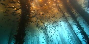 Lago Traful\u002E Imágen: web\u002E