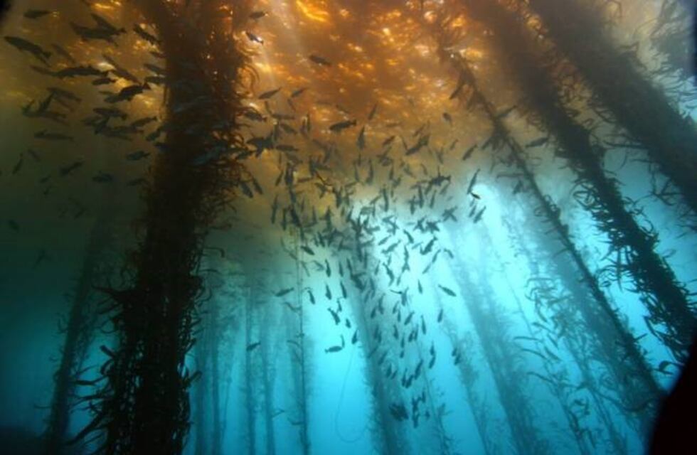Ponen en marcha un plan de acción por el peligro de tsunami en el bosque sumergido de Traful