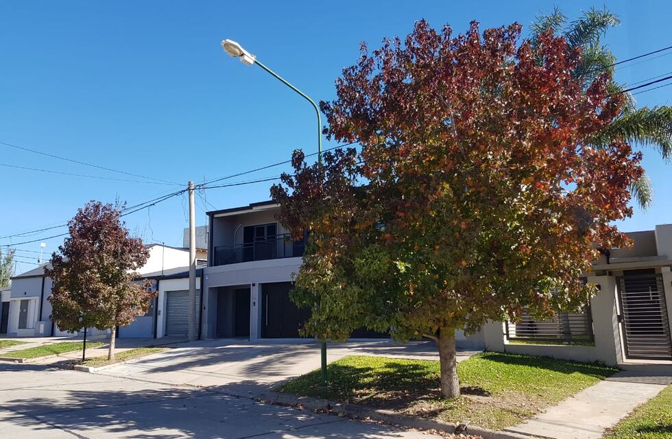 Incentivan a cuidar y aumentar el arbolado público