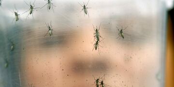 Mosquitos, un “mal” que sobrevuela Córdoba: 4 técnicas caseras para ahuyentarlos y evitar picaduras.