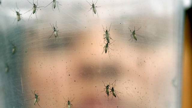 Mosquitos, un “mal” que sobrevuela Córdoba: 4 técnicas caseras para ahuyentarlos y evitar picaduras.