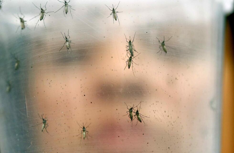 Mosquitos, un “mal” que sobrevuela Córdoba: 4 técnicas caseras para ahuyentarlos y evitar picaduras