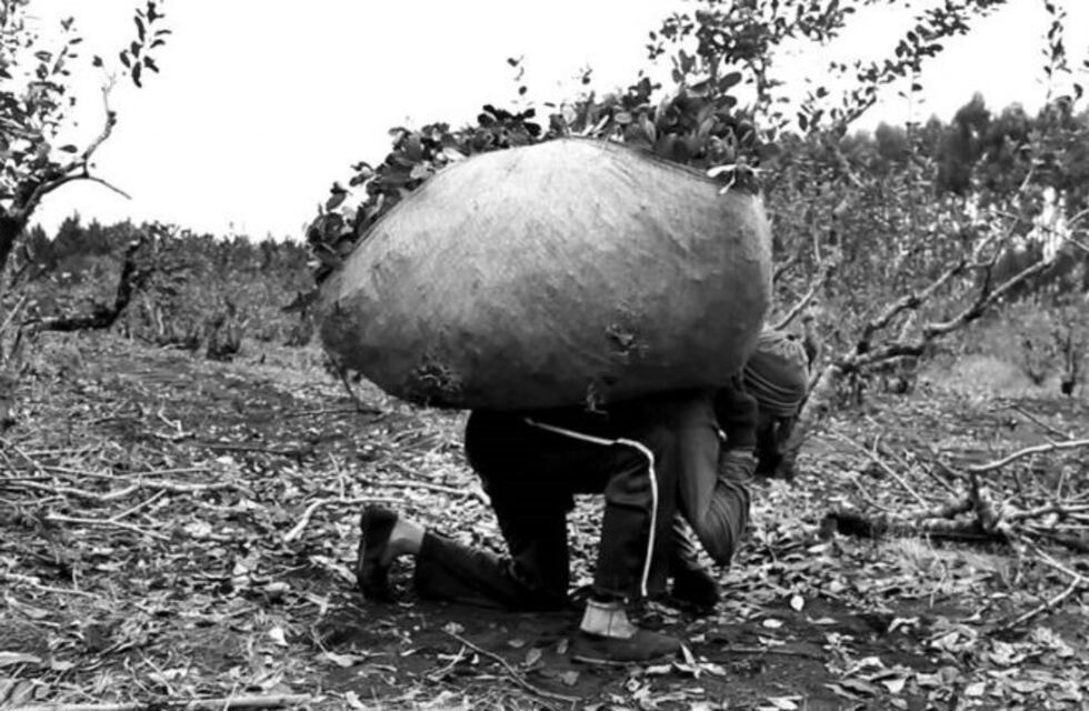 Productores contra los tareferos: aseguran que "no tienen ganas de trabajar"