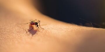 DENGUE