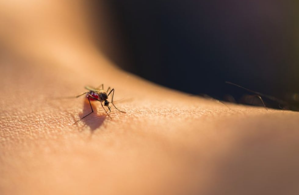 Dengue: Más de 600 casos confirmados en dos días