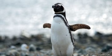 Pingüino Magallanico