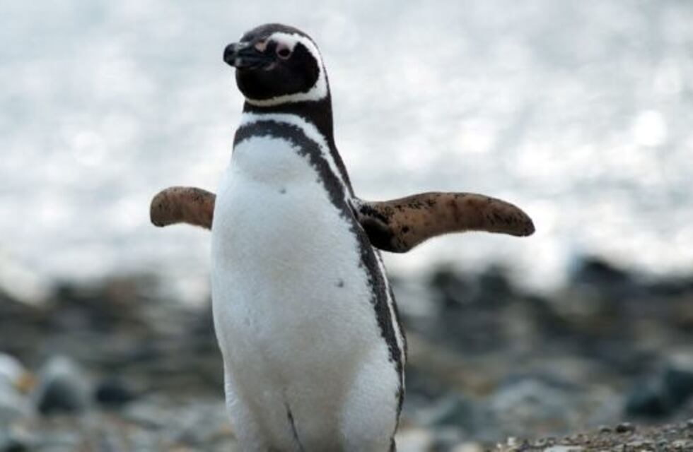 El cambio climático tiene en jaque al Pingüino Magallánico