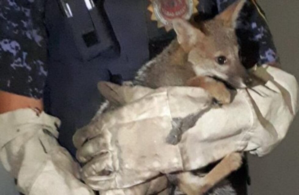 Encuentran un zorro en un edificio en pleno Centro de Córdoba