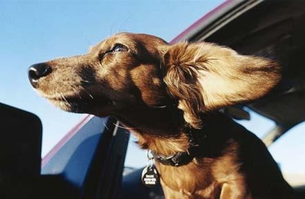 ¿Viajas con tu mascota al exterior? El Senasa habilitó un sistema de autogestión online en Santa Fe