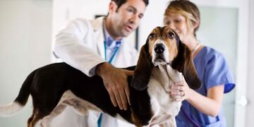 Veterinaria. Foto ilustrativa.