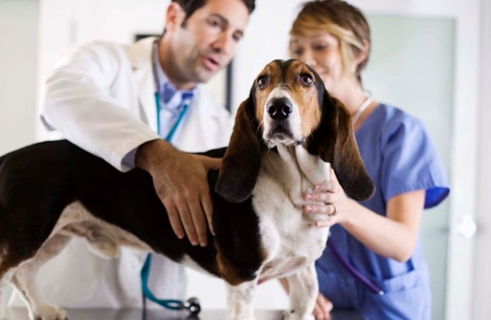 Comenzó la campaña de vacunación canina y felina en San Carlos