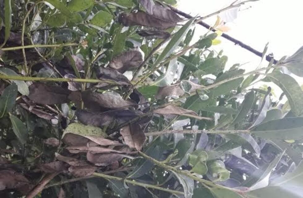 El mal de tela afecta gravemente a los productores del norte misionero