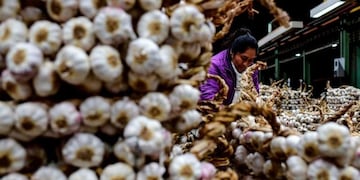 Faltan cosechadores de ajo y cereza