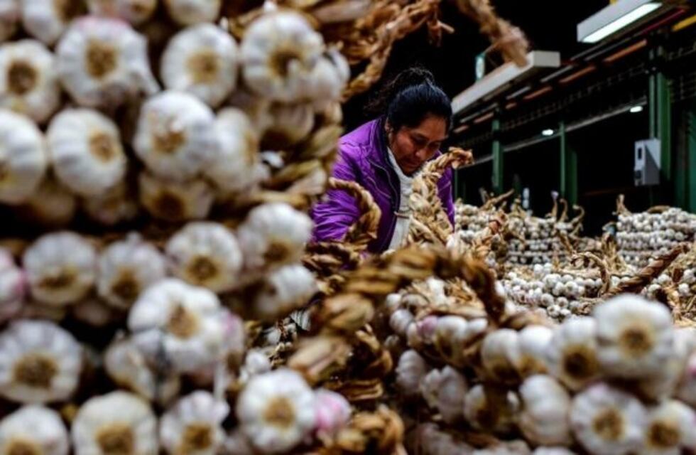Faltan cosechadores de ajo y cereza