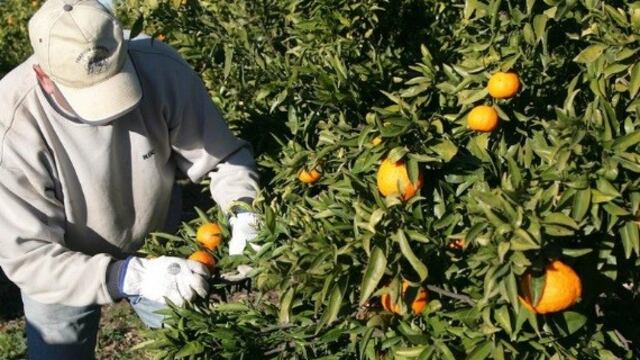 El Iscamen ofrece un servicio gratuito de cosecha y desrame de cítricos y para acceder sólo hay que solicitar un turno telefónico\u002E