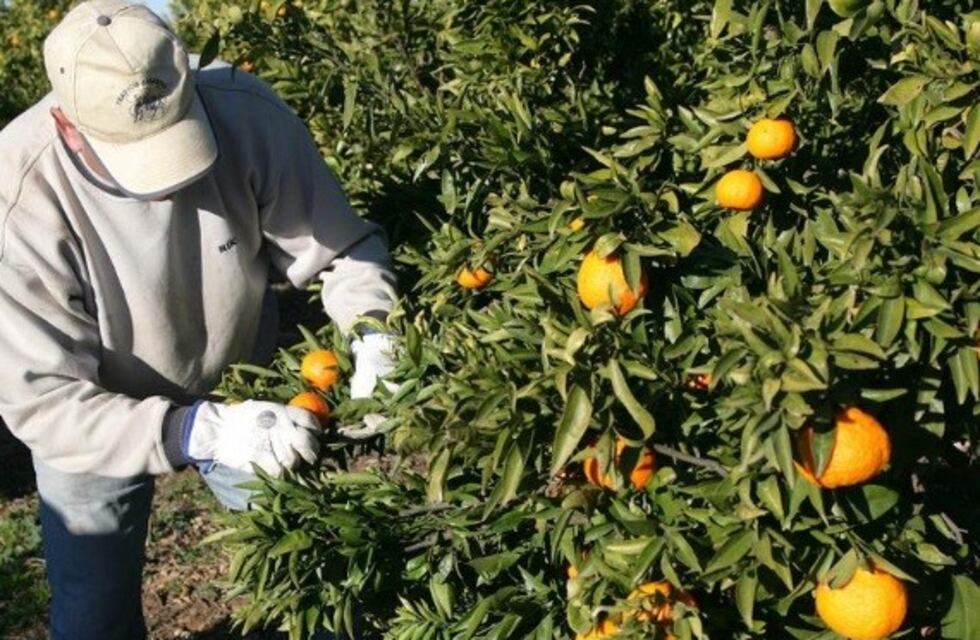 El Citrus Advisory System - detener la caída de la fruta después de la floración