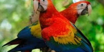Guacamayo rojo\u002E (Web)