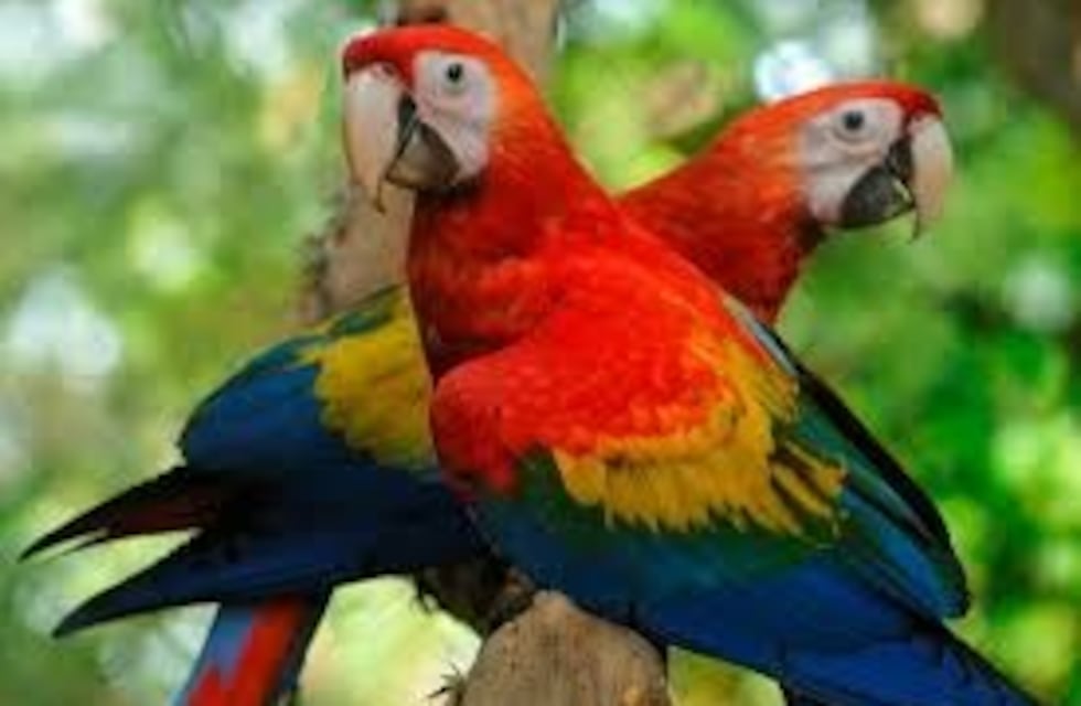 Guacamayos, tapires y muitúes ingresan por Iguazú, rumbo al Iberá