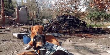 En el incendio murieron 65 perritos