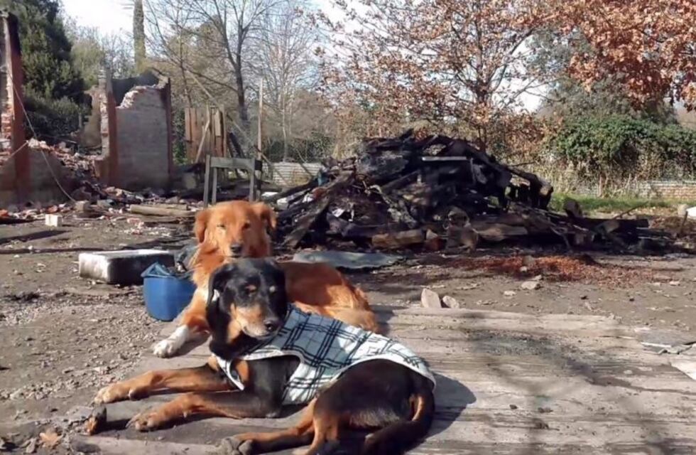 Piden ayuda tras el incendio de un refugio en el que murieron 65 perros