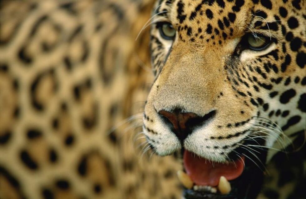 Una fundación pide justicia por la muerte del yaguareté en la compañía Arauco