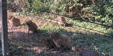 Los carpinchos que fueron removidos de los terrenos del Country Abril (Twitter)