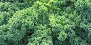 Kale, el nuevo súper alimento\u002E