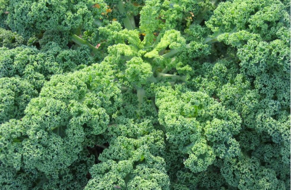 Qué es el kale, la súper verdura estrella