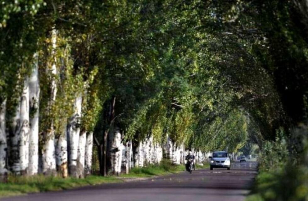 Proponen hacer un censo del arbolado público