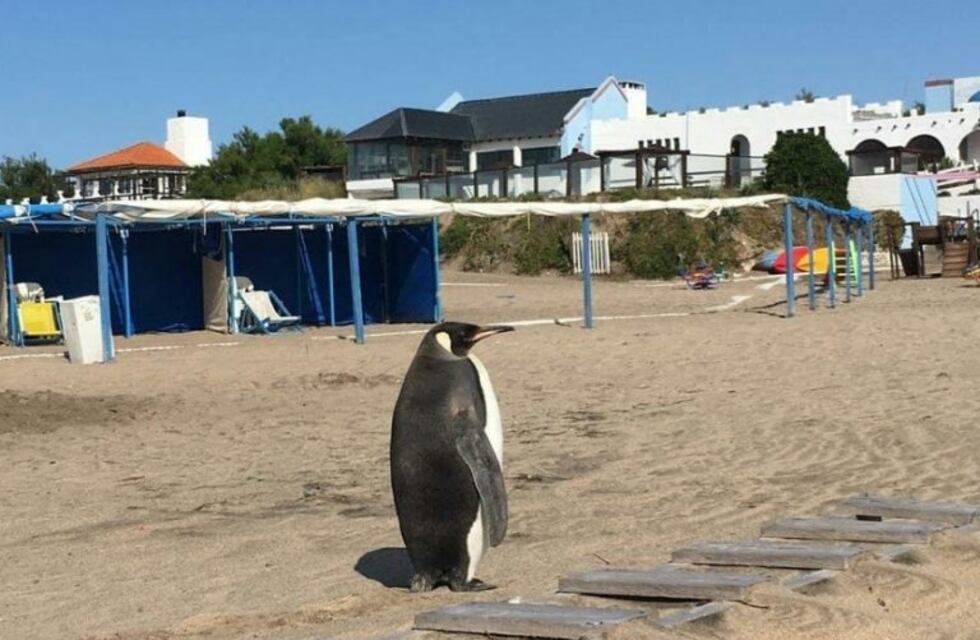 Un pingüino caminó por un balneario de Miramar y sorprendió a todos