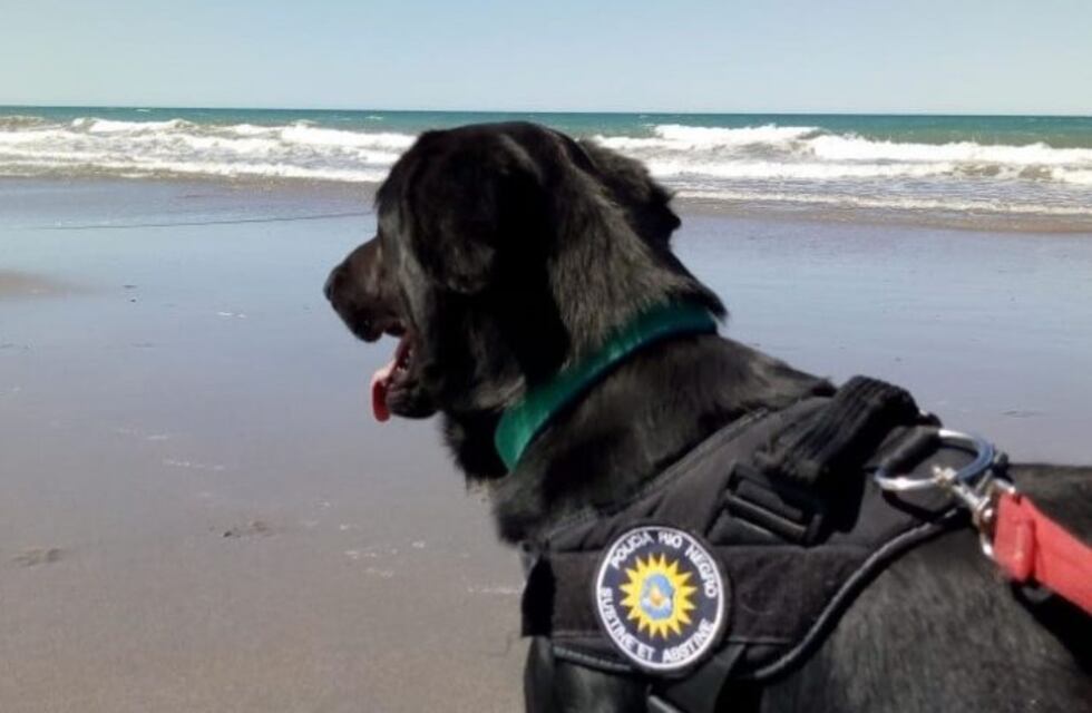 "Licera", el primer perro callejero en formar parte de la Policía de Viedma