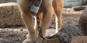 Marcha por los derechos de los animales