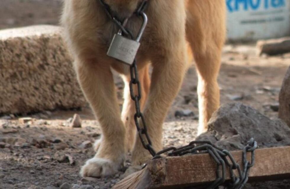 Tierra del Fuego marchará por los derechos de los animales