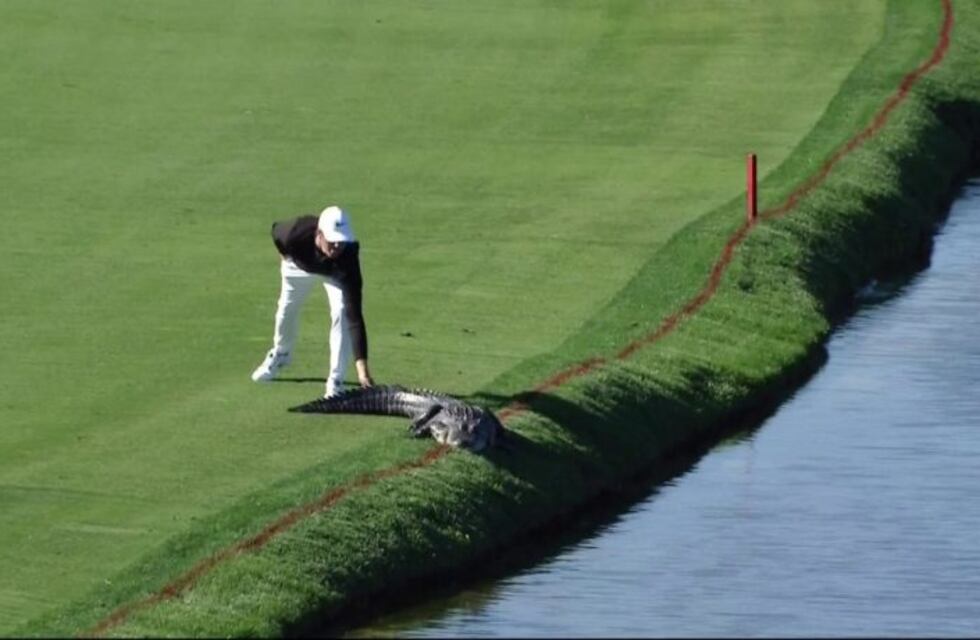¡Qué coraje! Golfista sacó de un golpe a un caimán que estaba en el campo de juego