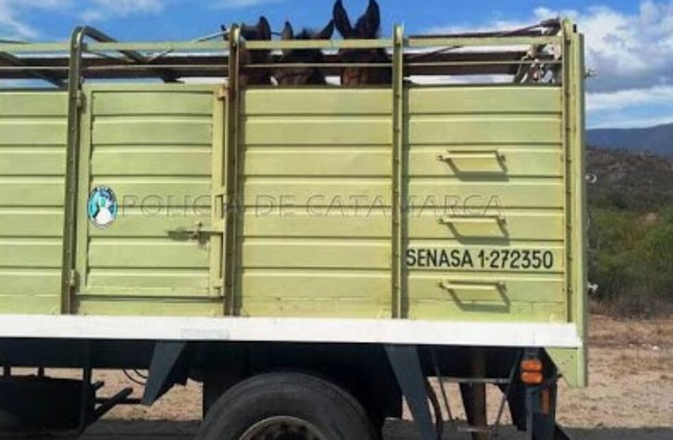 Secuestraron ganado en un puesto caminero de Valle Viejo