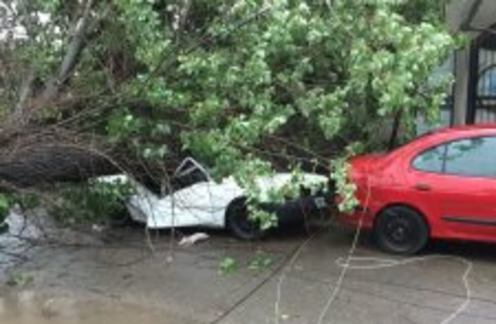 Se le cayó un árbol sobre el auto cuando se iba a trabajar y se salvó de milagro