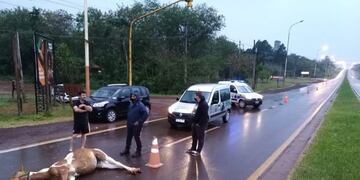 El animal murió sobre la cinta asfáltica en el acceso a Iguazú\u002E