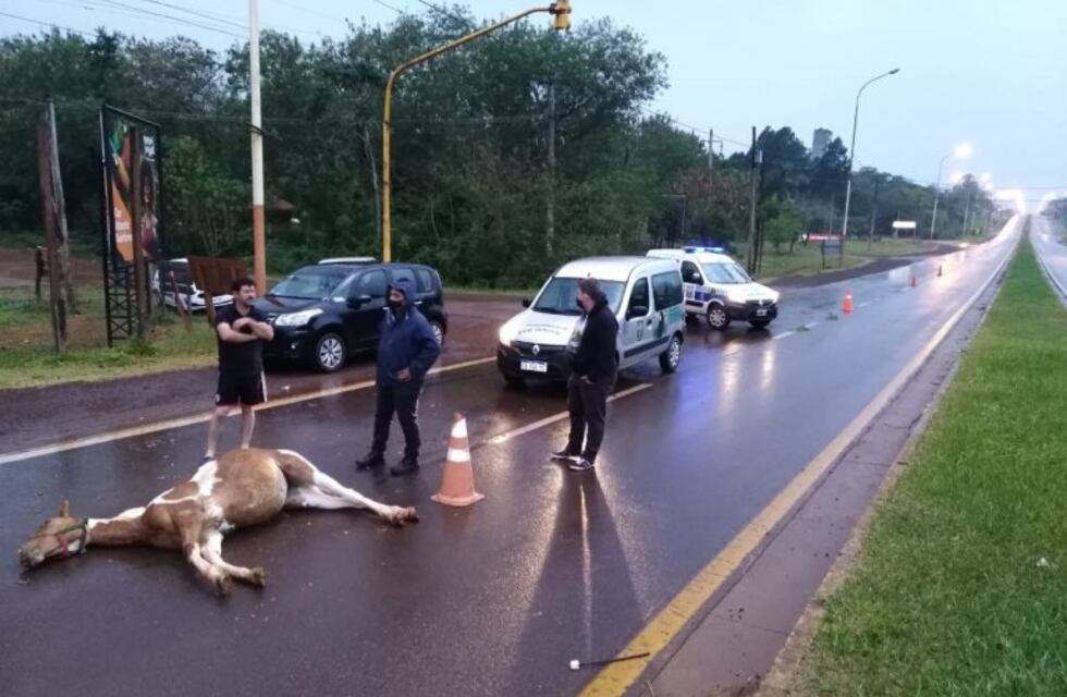 Un caballo que deambulaba por la ruta 12 murió atropellado por un camión