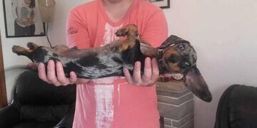 Daryl, un perro salchicha que fue robado y es buscado intensamente por su dueña\u002E