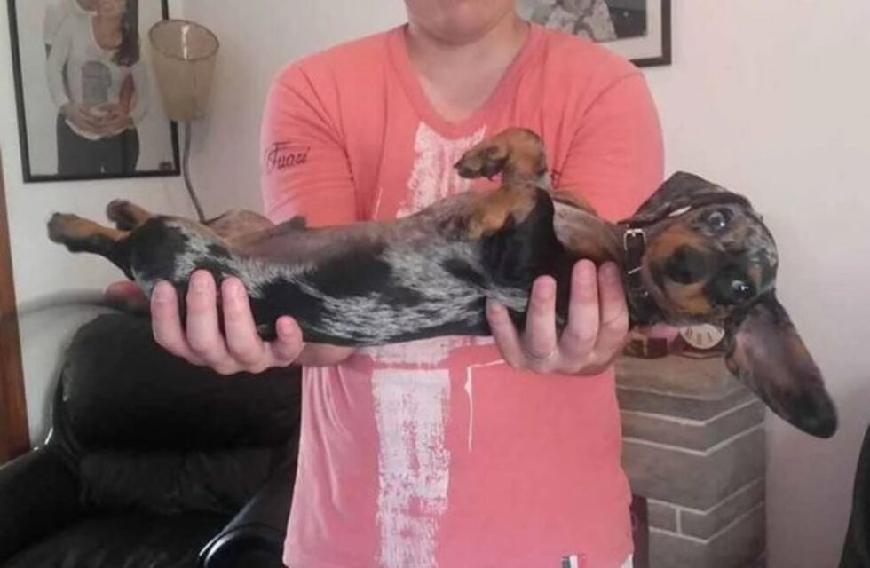 Ofrece su auto como recompensa para recuperar al perro que la ayudó en la lucha contra el cáncer