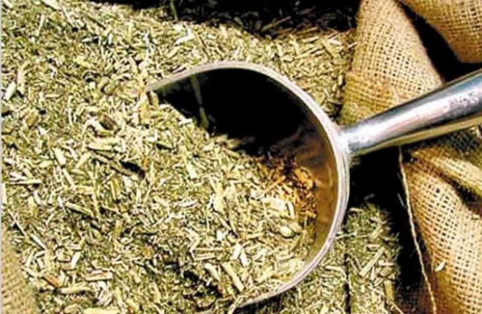 Colón en alerta por conocida yerba contaminada con salmonella y otras bacterias