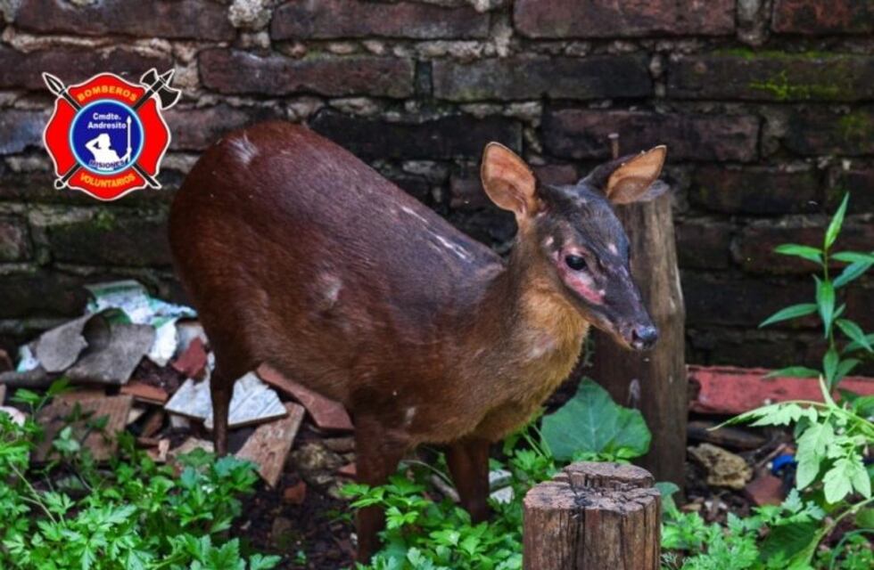 Andresito: rescatan un venado que entró a una vivienda