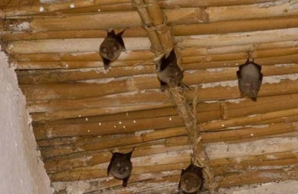 Suspenden clases en colegios de Embarcación por una invasión de murciélagos