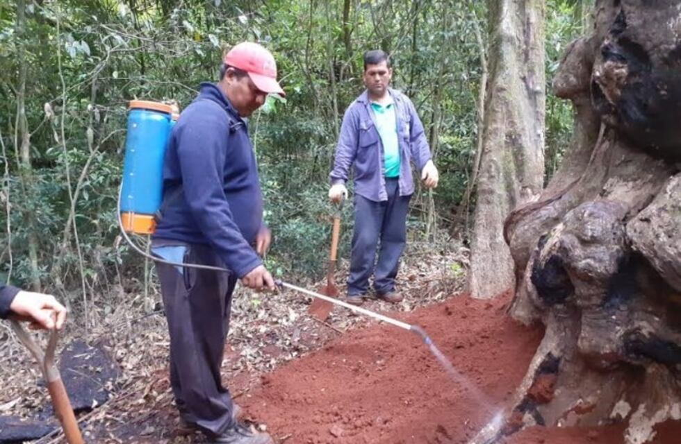 Tras el incendio accidental, la Grapia Milenaria continúa con vida