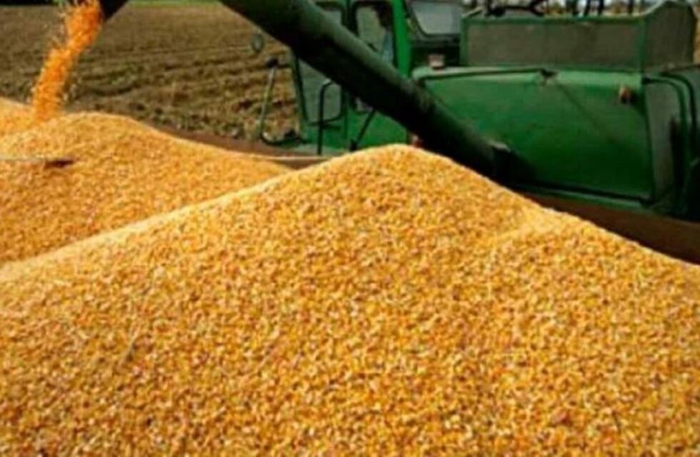 Bolsa de Cereales: buena condición para los cultivos de girasol y maíz